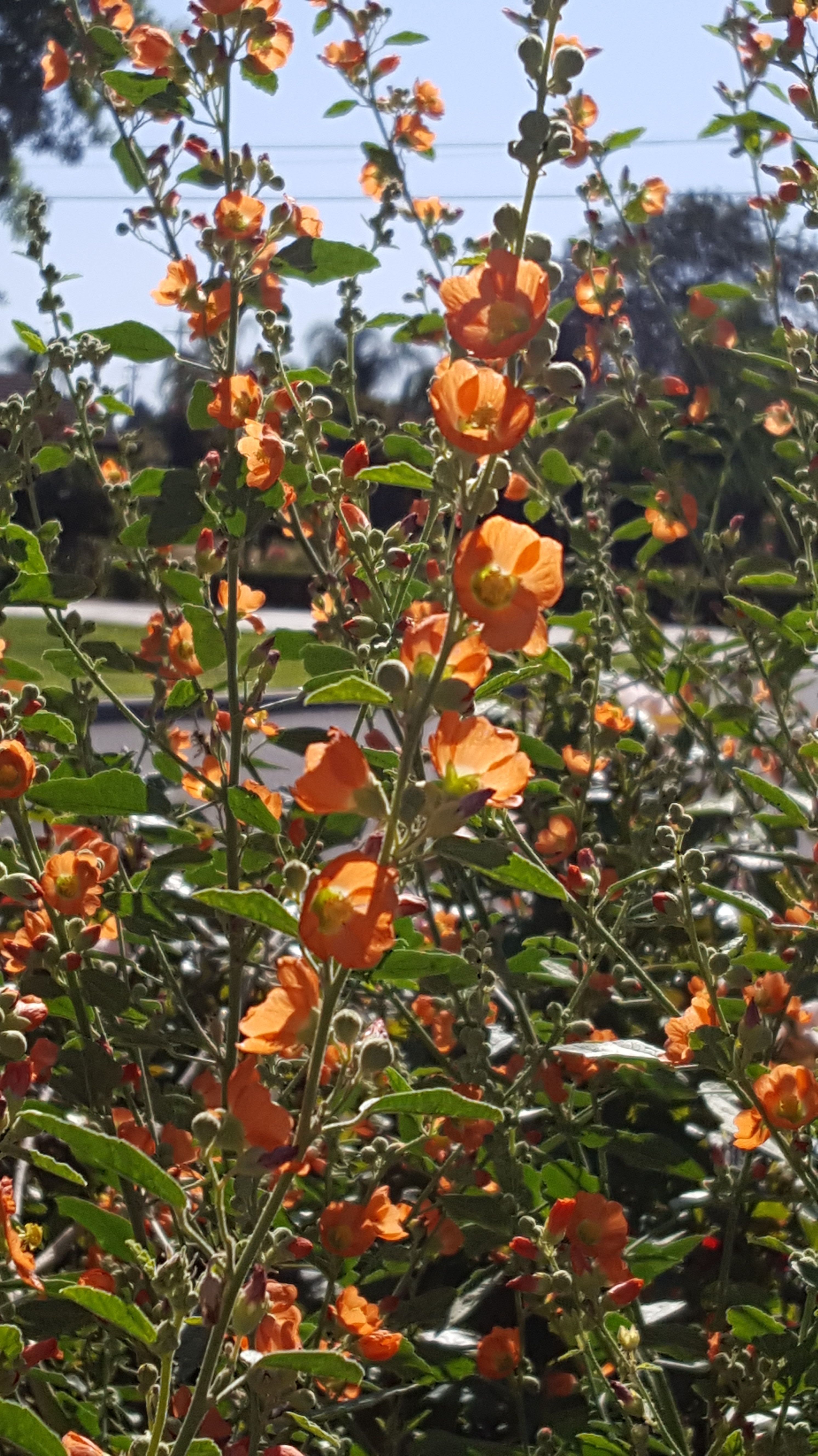 Orange Mallow (Sphaeralcea ambigua) – Mostly Greek