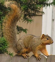 fox squirrel
