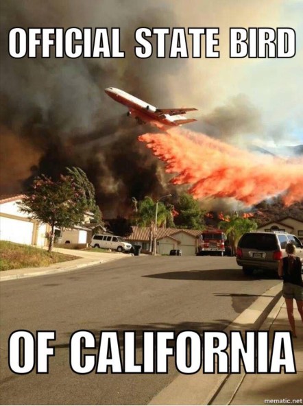 California-State-Bird