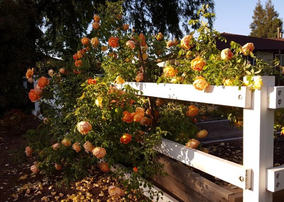 roses on fence 2
