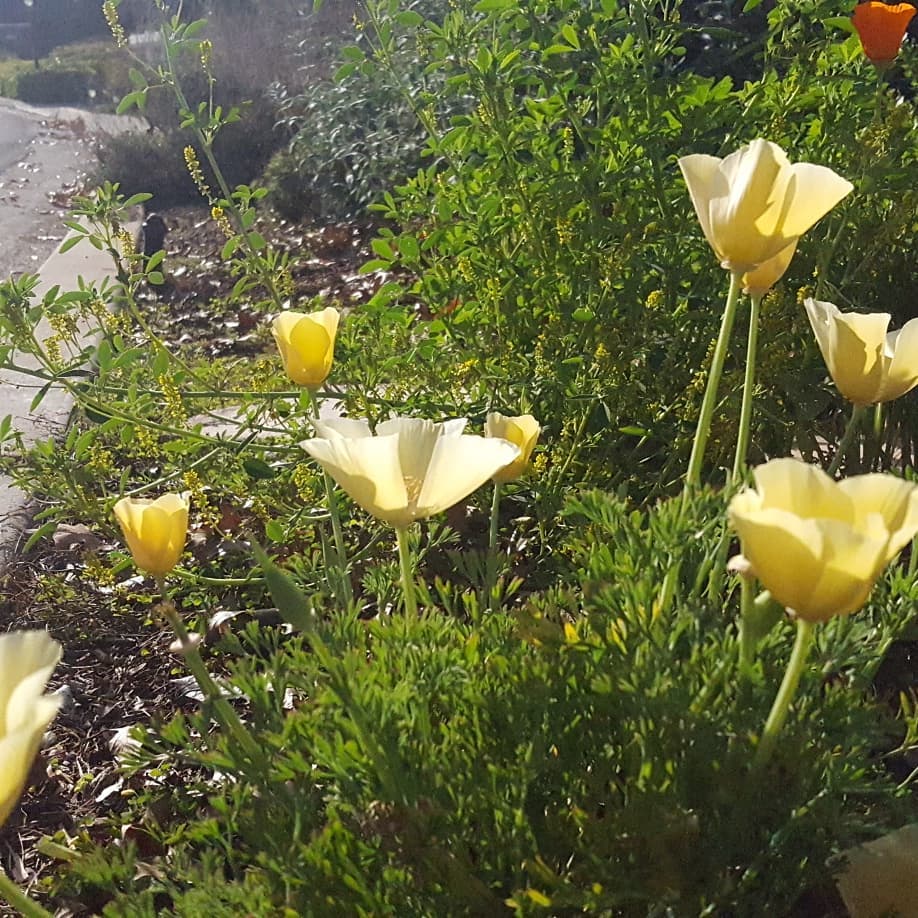 29133916_175558039744728_612995324671164416_n