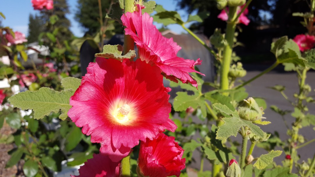 Hollyhock (Alcea rosea) – Mostly Greek