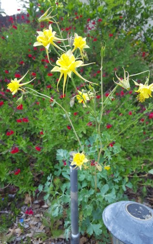 20190430_165540dfxcg