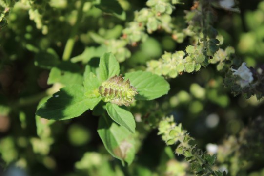 20200724155351_IMG_4959